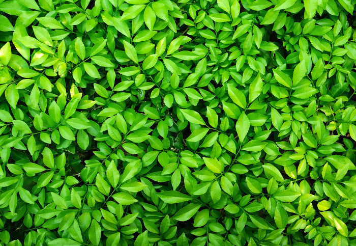 Arbuste à feuilles persistantes