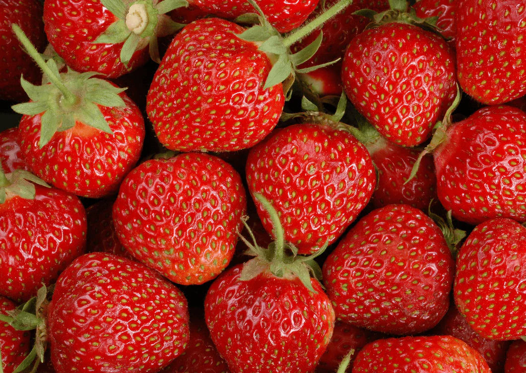 Fraisiers