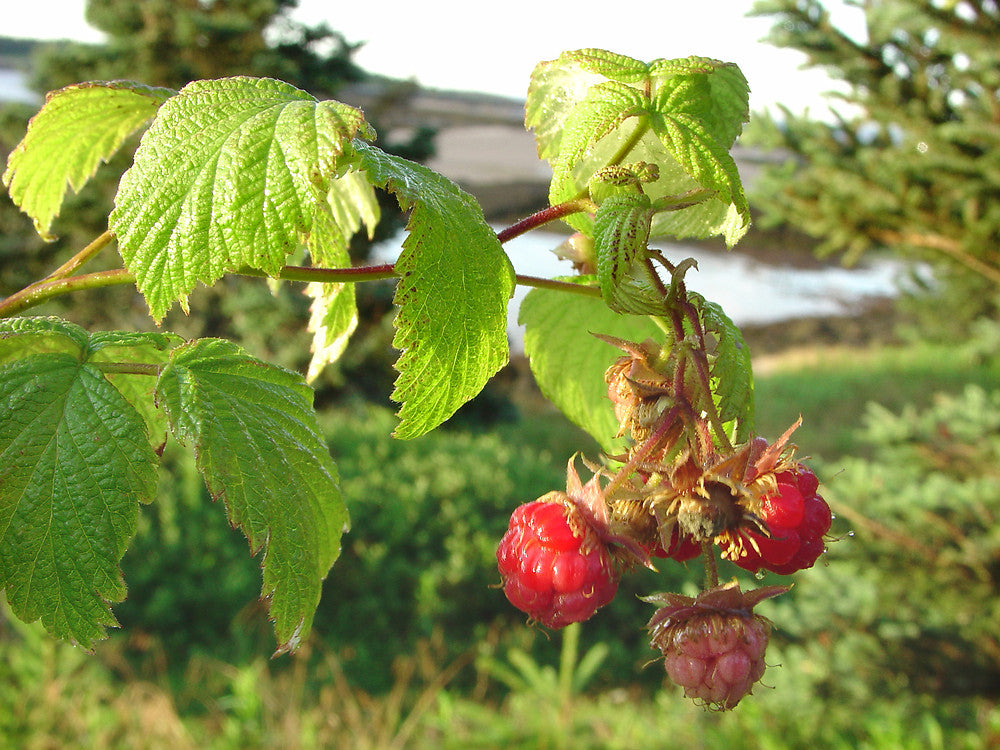 Plantes grimpantes à fruit