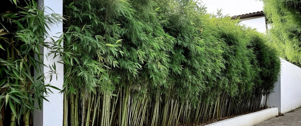 Quand Planter Des Bambous En Haie – CBLBDY