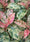Image to render