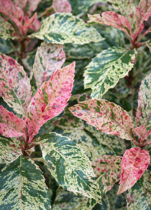 Photinia Pink Crispy