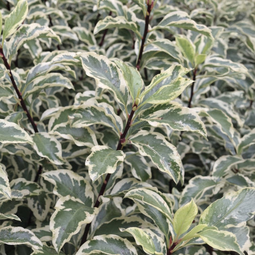 Pittospore à petites feuilles panachées (Pittosporum Tenuifolium Variegatum)
