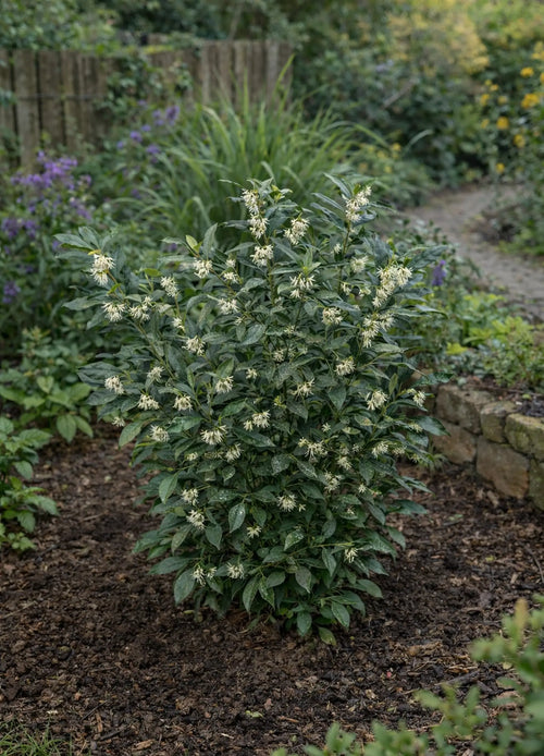 Sarcocoque (Sarcococca)