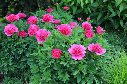 Pivoine (Paeonia)