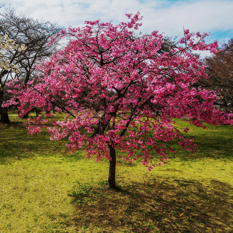 Cornouiller d'Amérique (Cornus Florida Cherokee Chief)