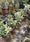 Image to render