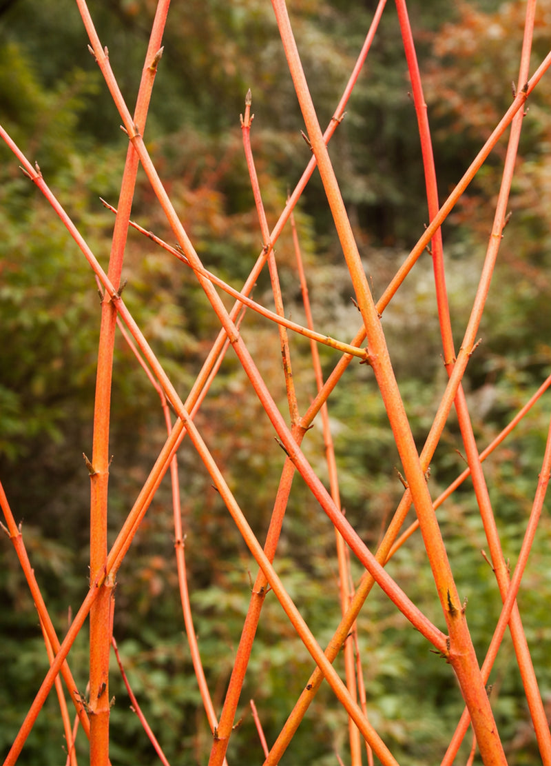 Cornouiller à Bois Orange (Cornus sanguinea ‘Midwinter Fire’)
