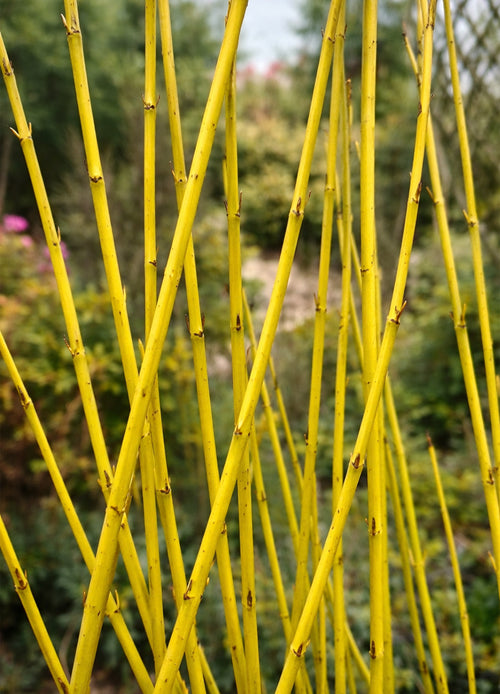 Cornouiller à Bois Jaune (Cornus sericea ‘Flaviramea’)