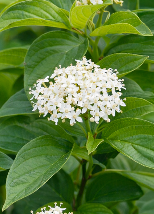 Cornouiller à Bois Orange (Cornus sanguinea ‘Midwinter Fire’)