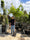 Image to render
