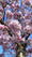 Image to render