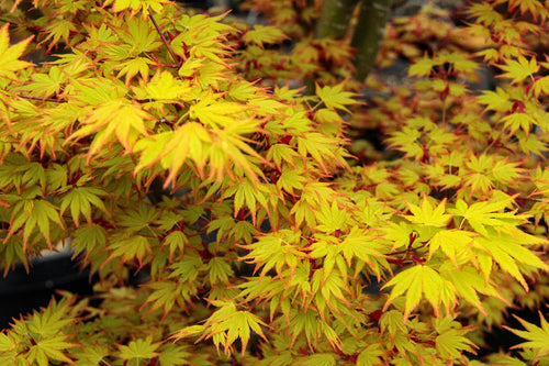 Acer Palmatum Orange Dream