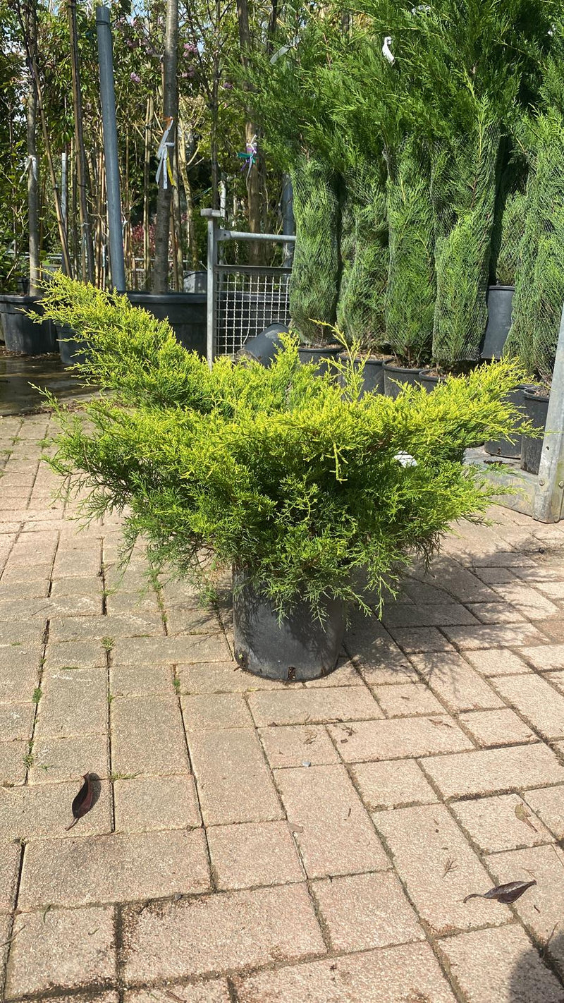 Genévrier Rampant (Juniperus horizontalis)