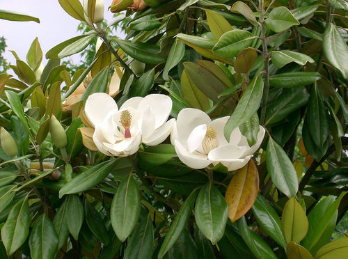 Magnolia Grandiflora en tige
