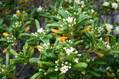 Pittosporum de Chine (Pittosporum Tobira)