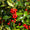 Image to render