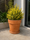 Image to render