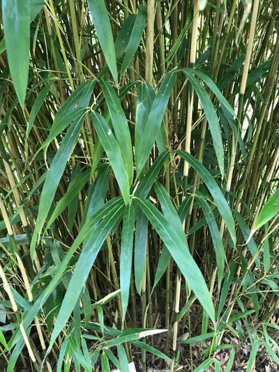 Bambou Metake (Arundinaria Japonica)