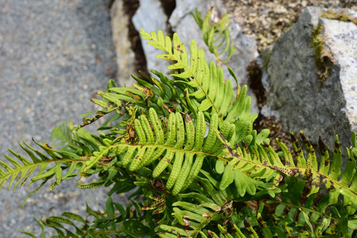 Fougères (Polypodium vulgare 'Jade')