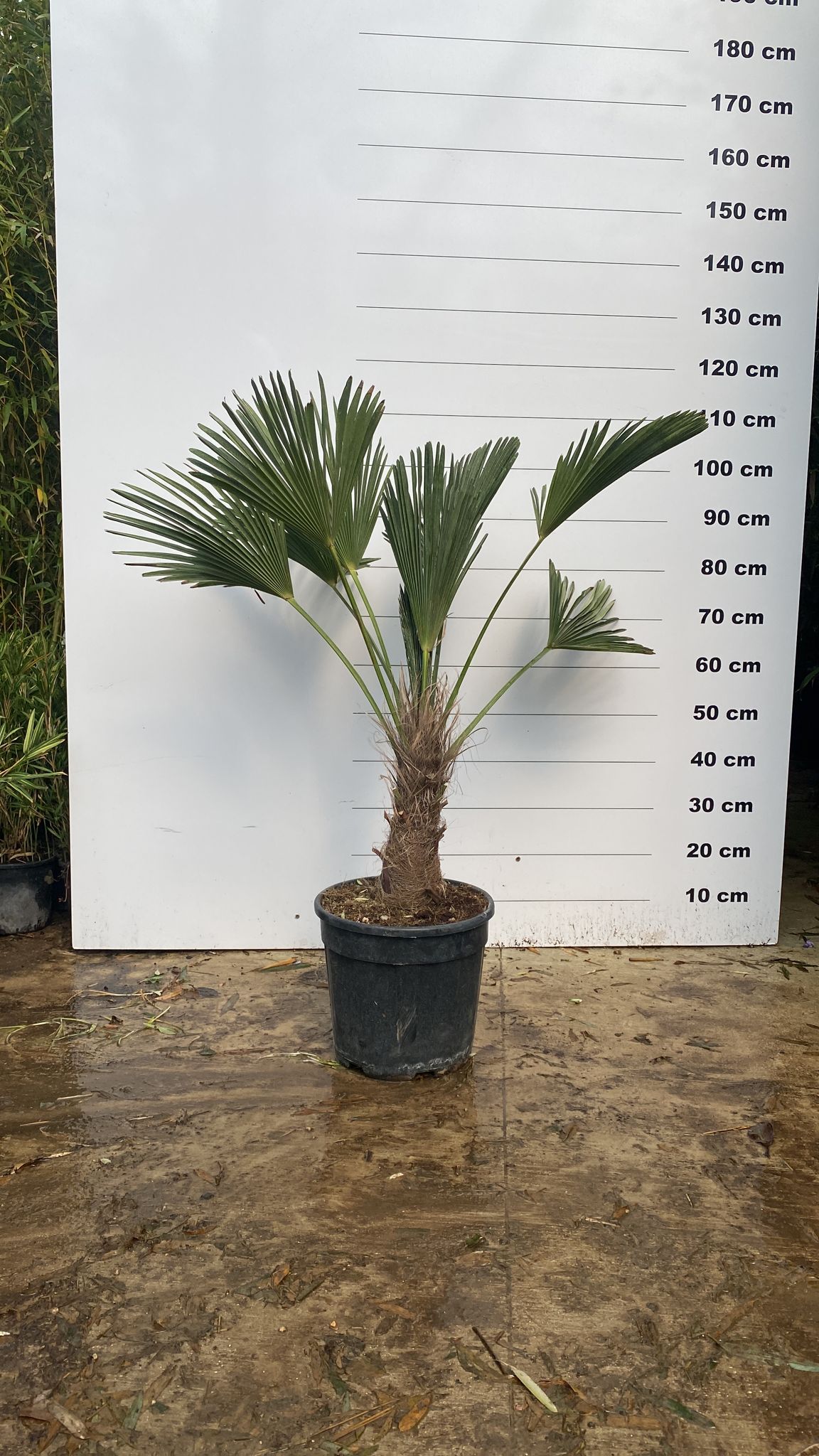 Palmier Trachycarpus Wagnerianus