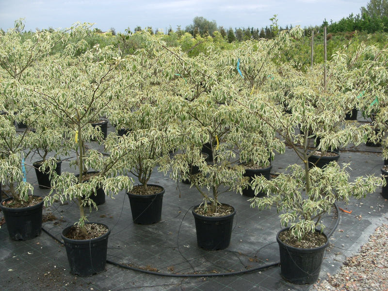 Cornouiller des Pagodes panaché (Cornus controversa Variegata)