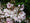 Image to render