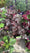 Image to render