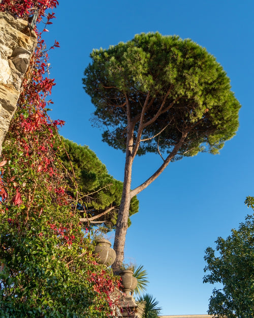 Pin maritime (Pinus Pinaster)