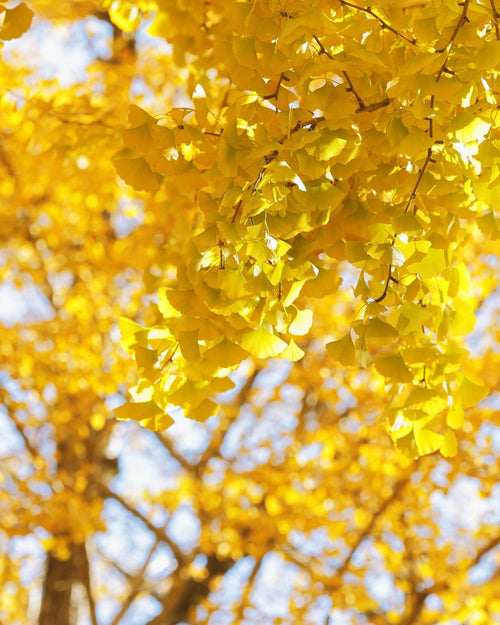 Ginkgo Biloba Fastigiata Blagon