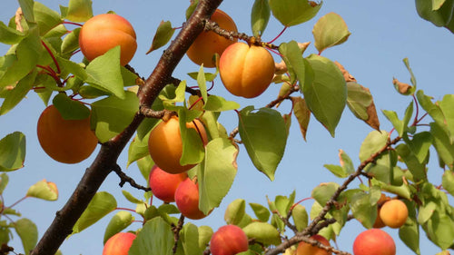 Abricotier Luizet (Prunus Armeniaca)