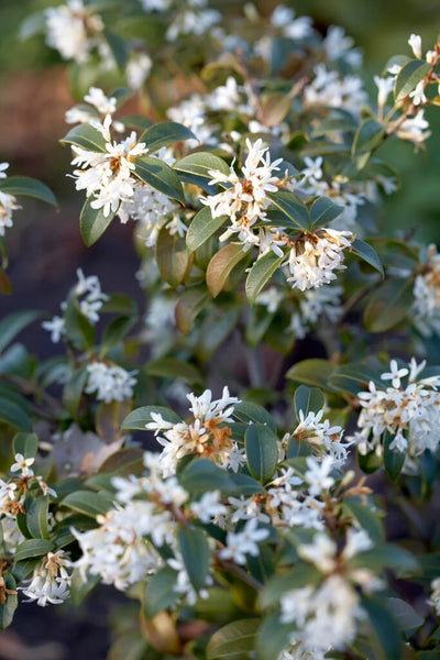 Osmanthe de Burkwood (Osmanthus Burkwoodii)