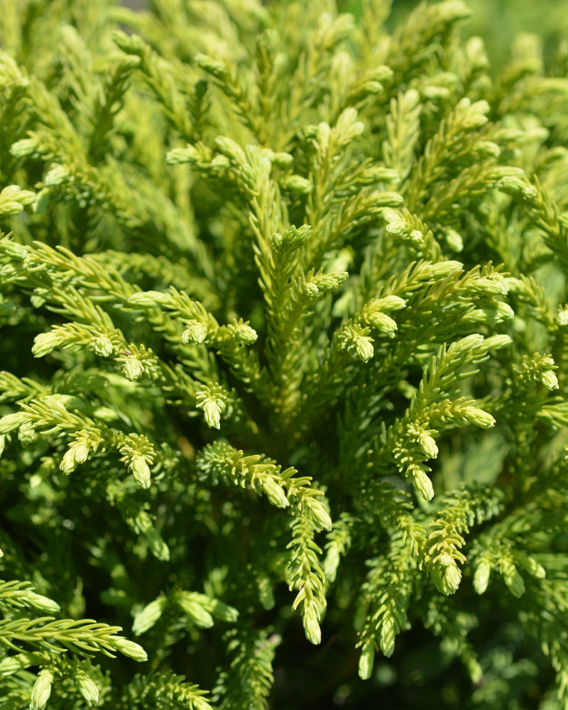 Cèdre du Japon (Cryptomeria Japonica)