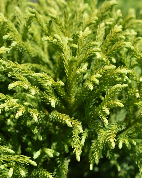 Cèdre du Japon (Cryptomeria Japonica)