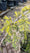 Image to render