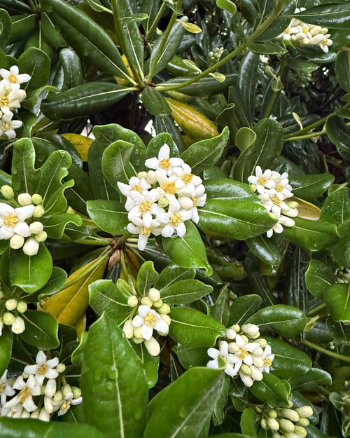 Pittosporum de Chine en tige
