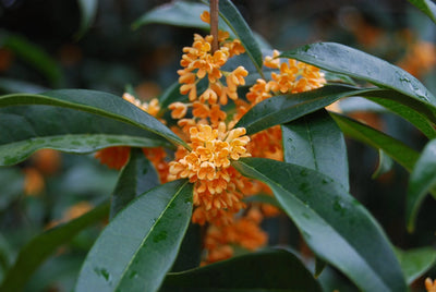 Osmanthe parfumé (Osmanthus Fragrans)