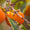 Image to render