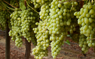 Vigne de table verte