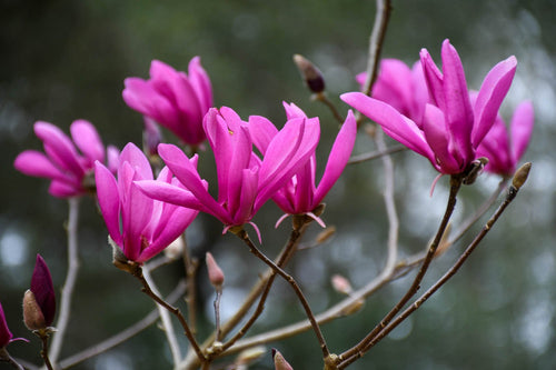 Magnolia Susan