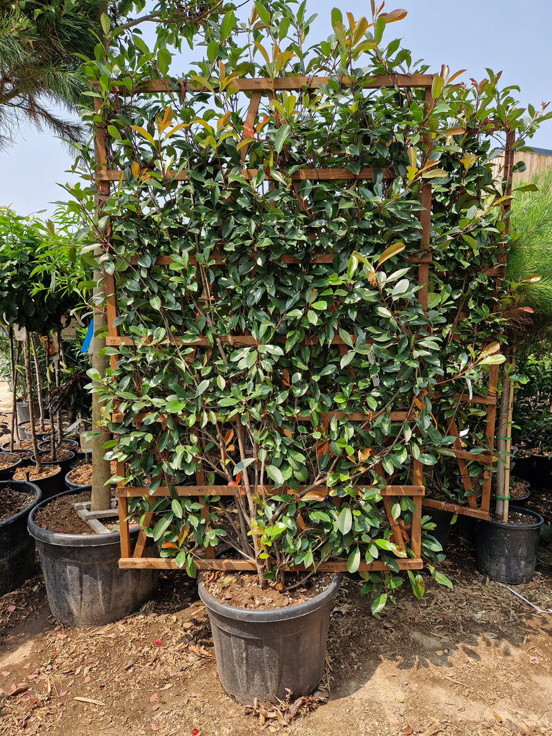 Photinia Red Robin (Palissade)