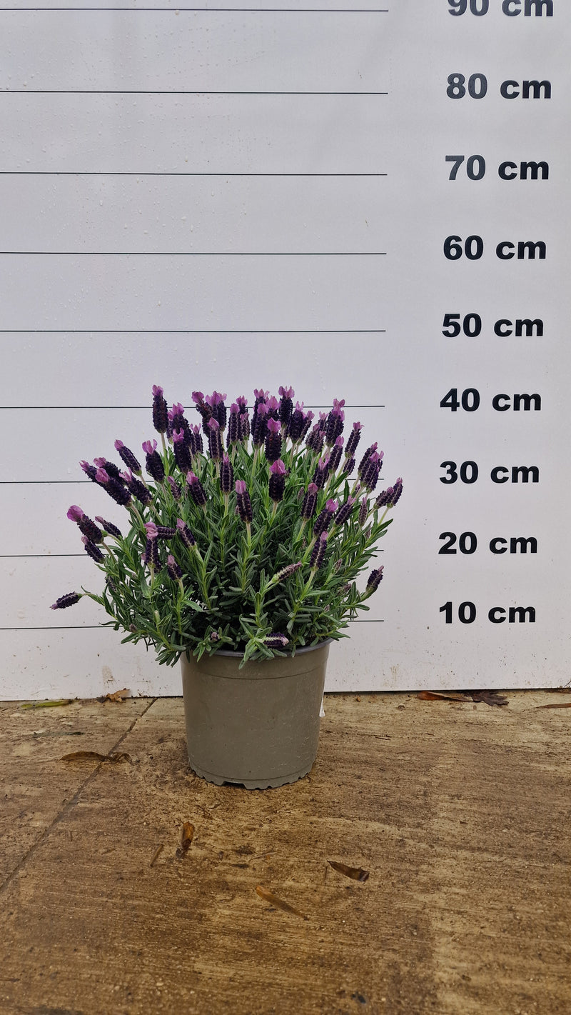 Lavande papillon (Lavandula Stoechas)