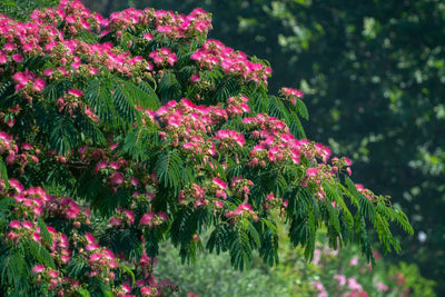 Albizia Julibrissin 'Ombrella'