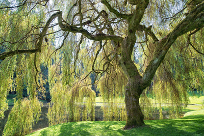 Saule Pleureur (Salix alba Tristis)