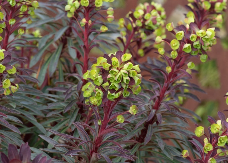 Euphorbe (characias Miners Merlot)