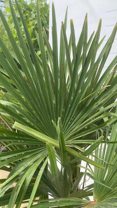 Palmier de Chine multitroncs