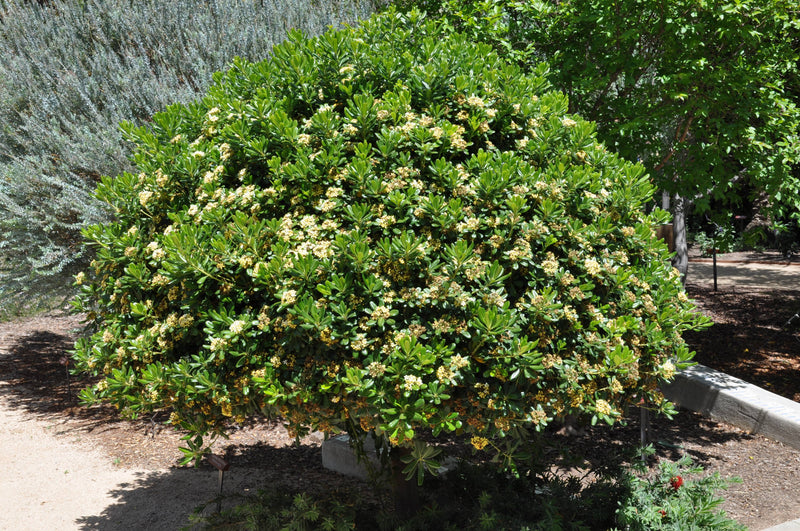 Pittosporum de Chine (Pittosporum Tobira)