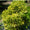 Image to render