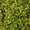 Image to render