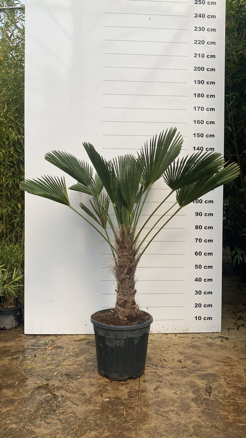 Palmier de Chusan (Trachycarpus Wagnerianus)
